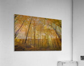 Autumn Color Acrylic Print