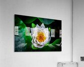 Lotus Acrylic Print