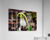 Snowdrop Acrylic Print