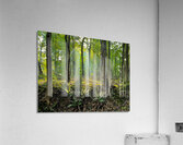 Baldwin Woods Acrylic Print