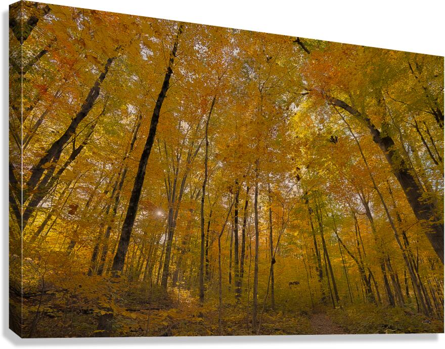 Autumn Color Canvas Print