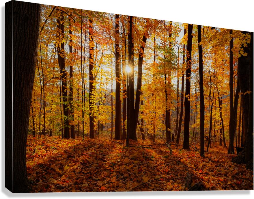 Autumn Sun Canvas Print