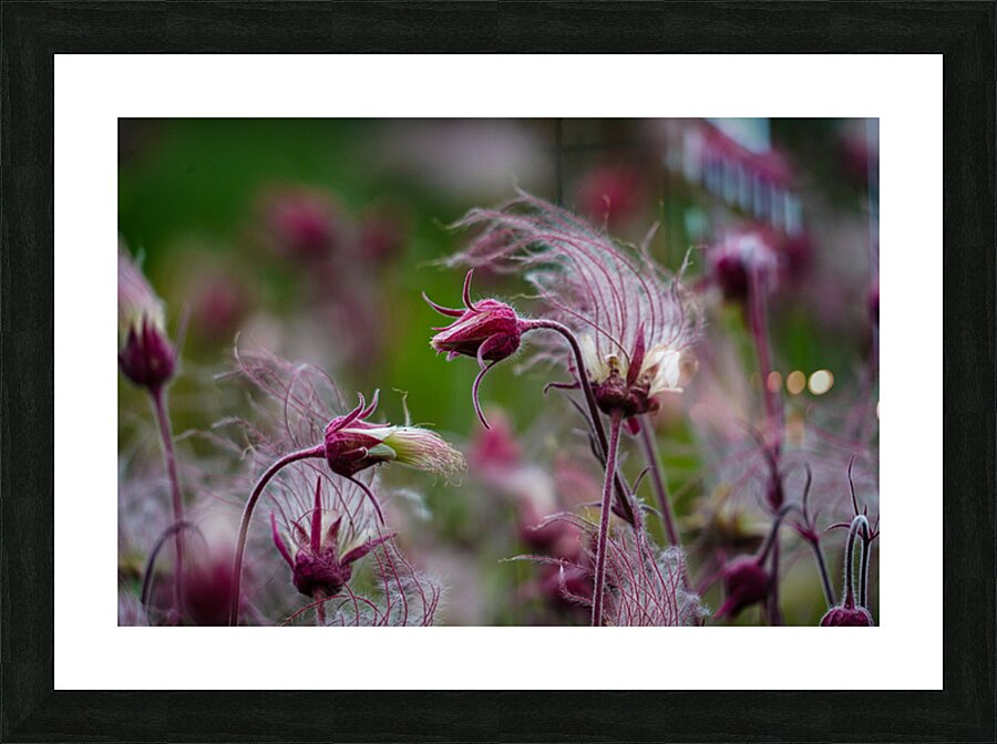 Prarie Fire Picture Frame print