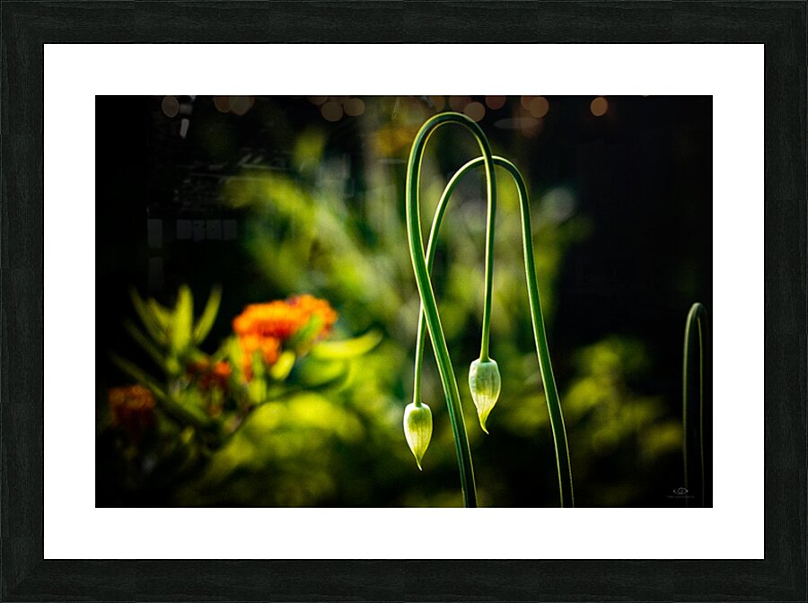 Summer Droop Picture Frame print