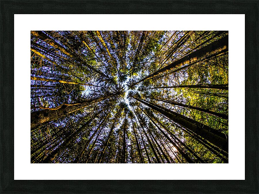 Tree Farm Picture Frame print