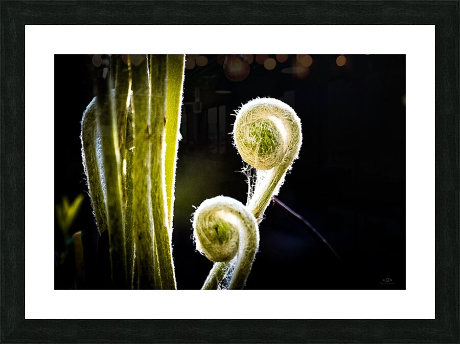 Emerging Picture Frame print