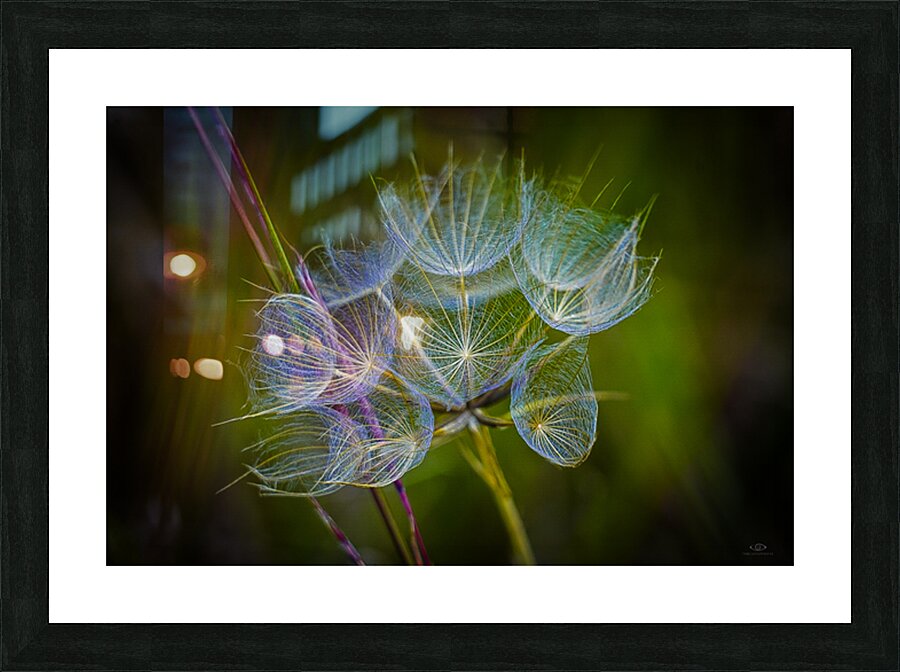 Goats Beard  Picture Frame print