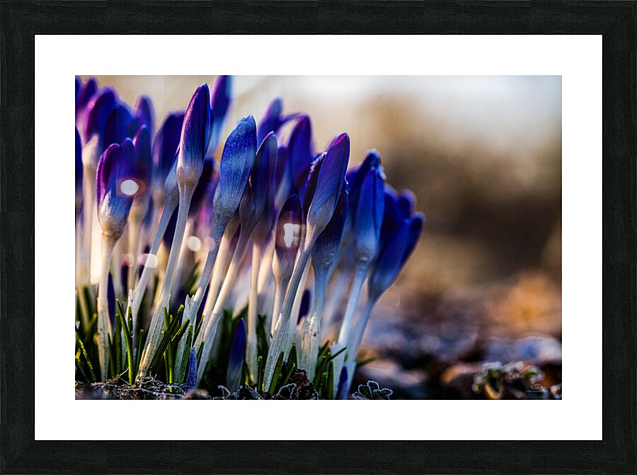 Crocuses Picture Frame print