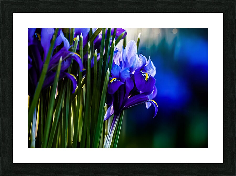 Spring Colour Picture Frame print