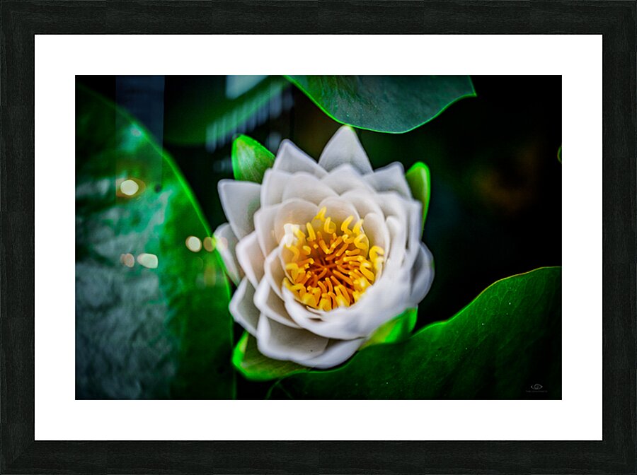Lotus Picture Frame print