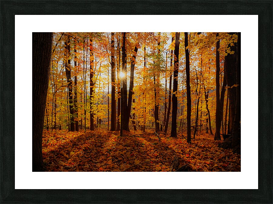 Autumn Sun Picture Frame print