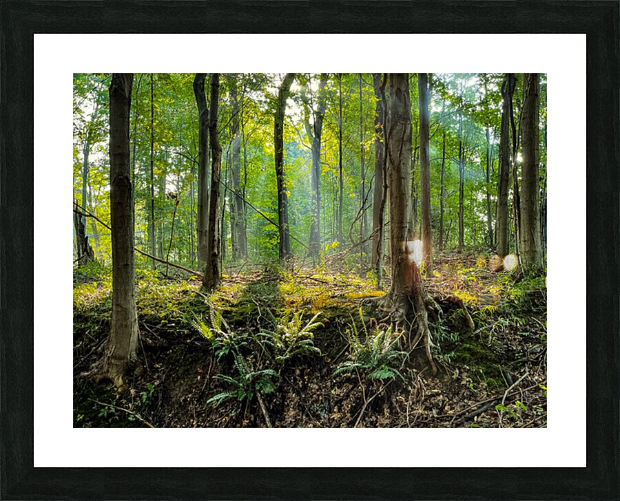 Baldwin Woods Picture Frame print