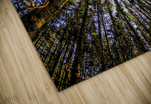Tree Farm thrujosephseye puzzle