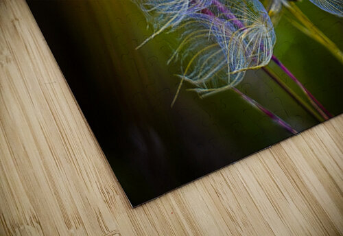 Goats Beard  thrujosephseye puzzle
