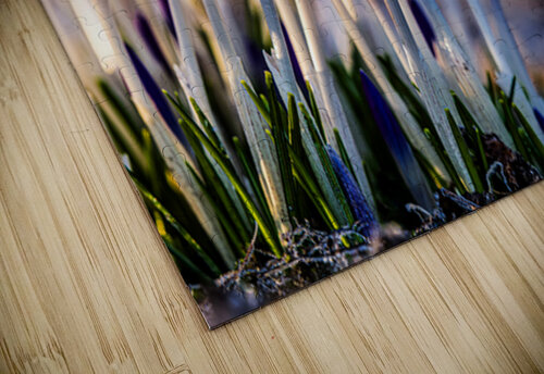 Crocuses thrujosephseye puzzle