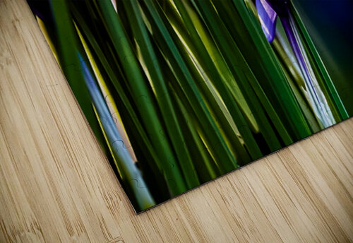 Spring Colour thrujosephseye puzzle