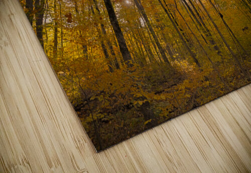 Autumn Color thrujosephseye puzzle