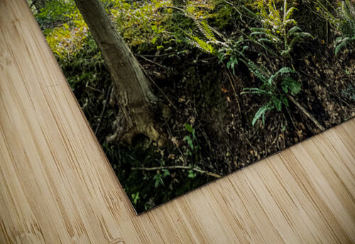Baldwin Woods thrujosephseye puzzle