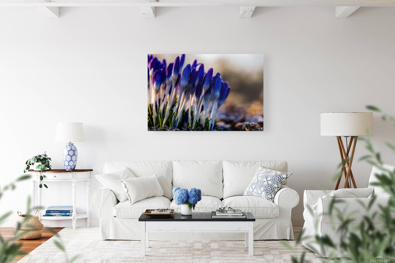 Crocuses Reproduction
