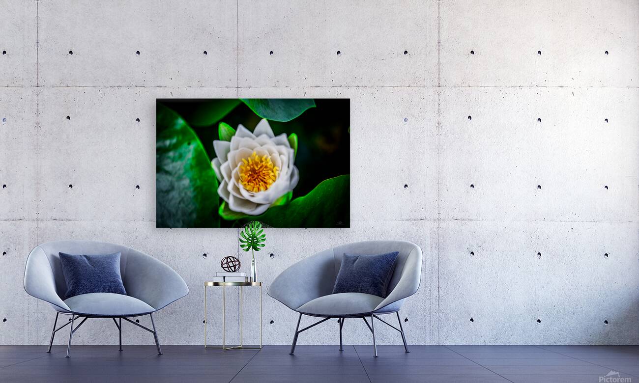 Lotus Reproduction