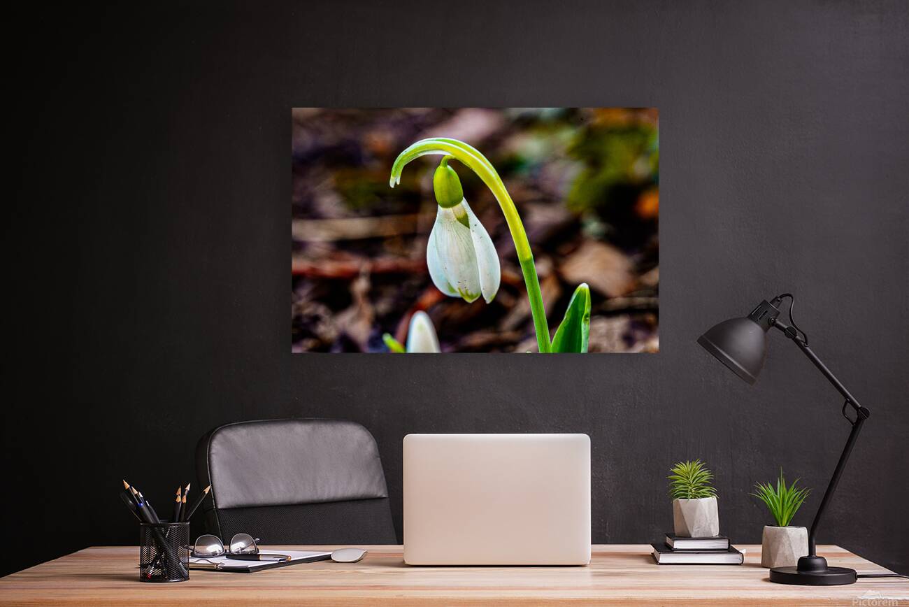 Snowdrop Reproduction