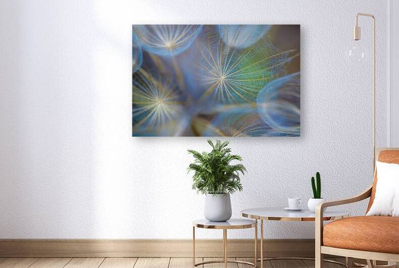 Universe in a Dandelion by thrujosephseye
