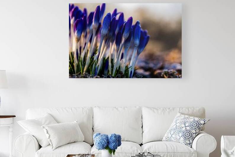 Crocuses by thrujosephseye