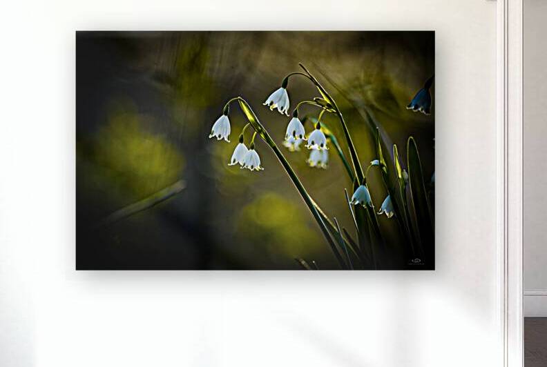 Leucojum Snowflake by thrujosephseye