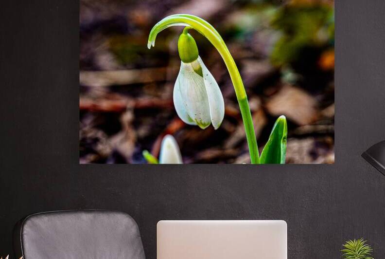 Snowdrop by thrujosephseye