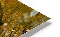 Autumn Color HD Metal print