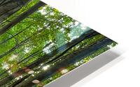 Baldwin Woods HD Metal print