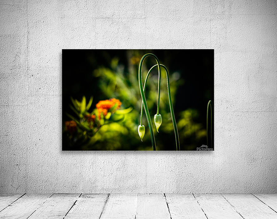 Summer Droop Wall Preview