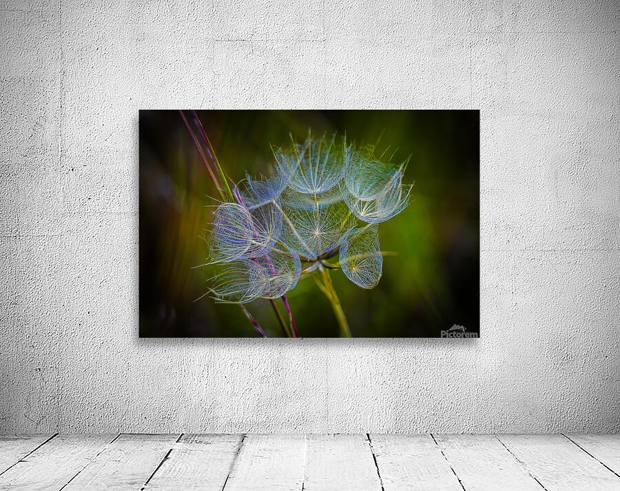 Goats Beard  Wall Preview