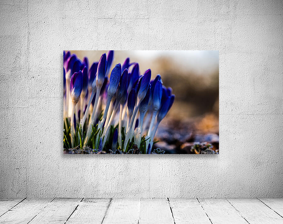 Crocuses Wall Preview