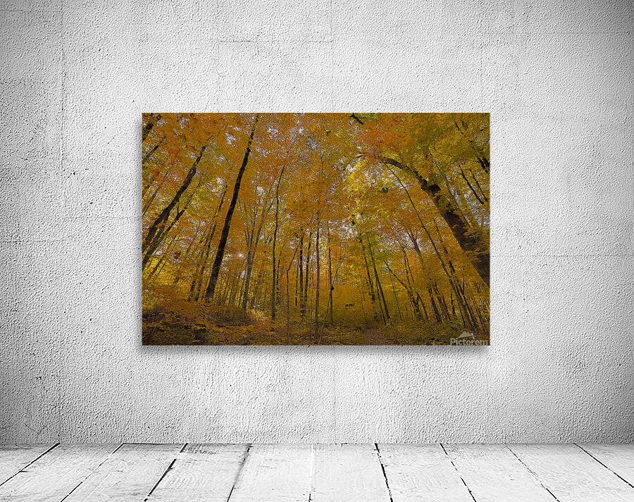 Autumn Color Wall Preview