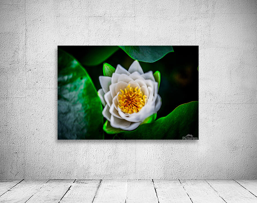 Lotus Wall Preview
