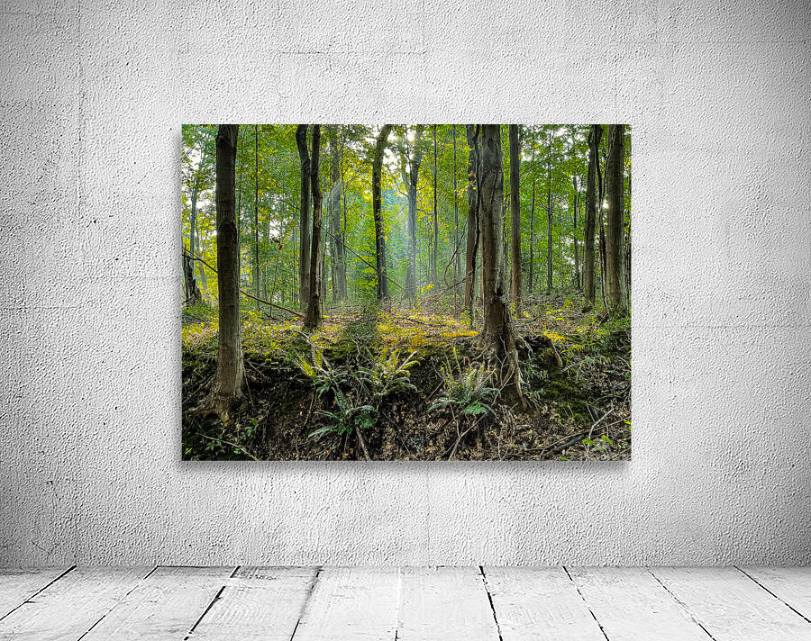 Baldwin Woods Wall Preview