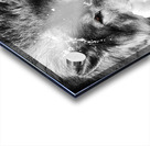 KODA Acrylic print