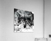KODA Acrylic Print