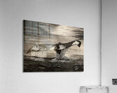 WHALE TAIL Acrylic Print