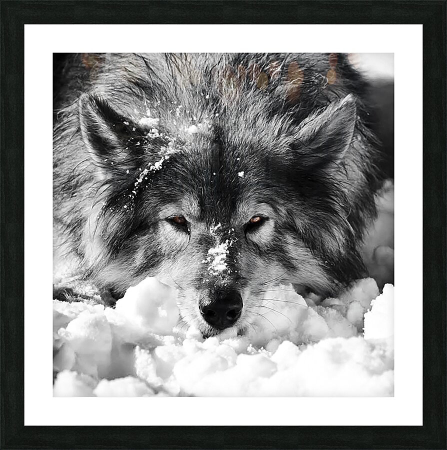 KODA Picture Frame print