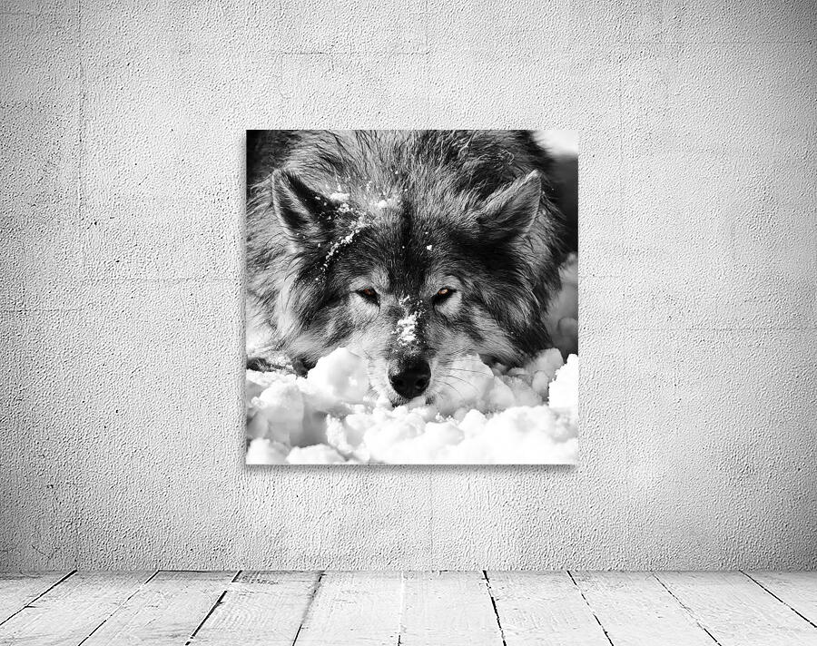 KODA Wall Preview