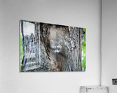 Raccoon Acrylic Print