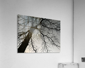 Free limbs Acrylic Print