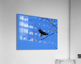 Bald eagle flying by Acrylic Print