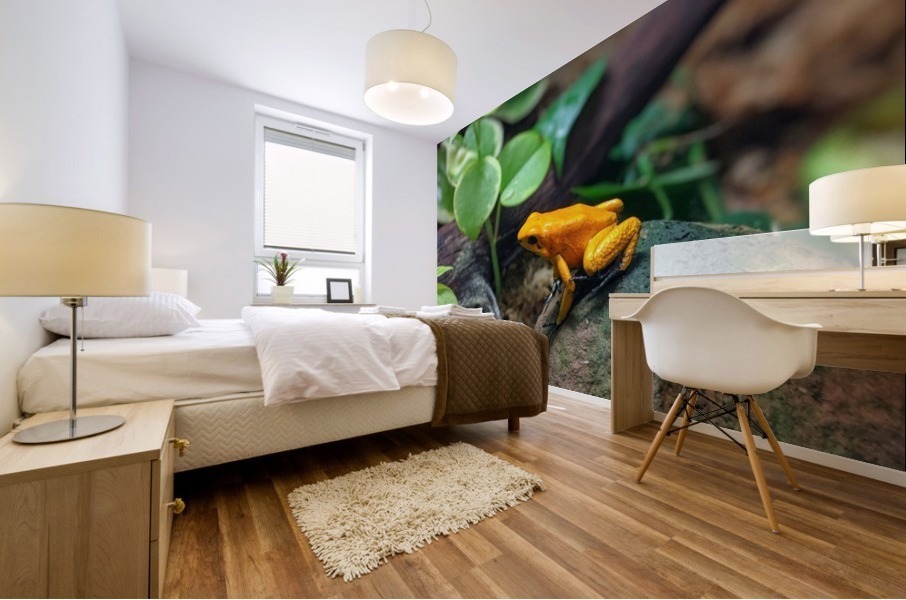 Orange frog Mural print