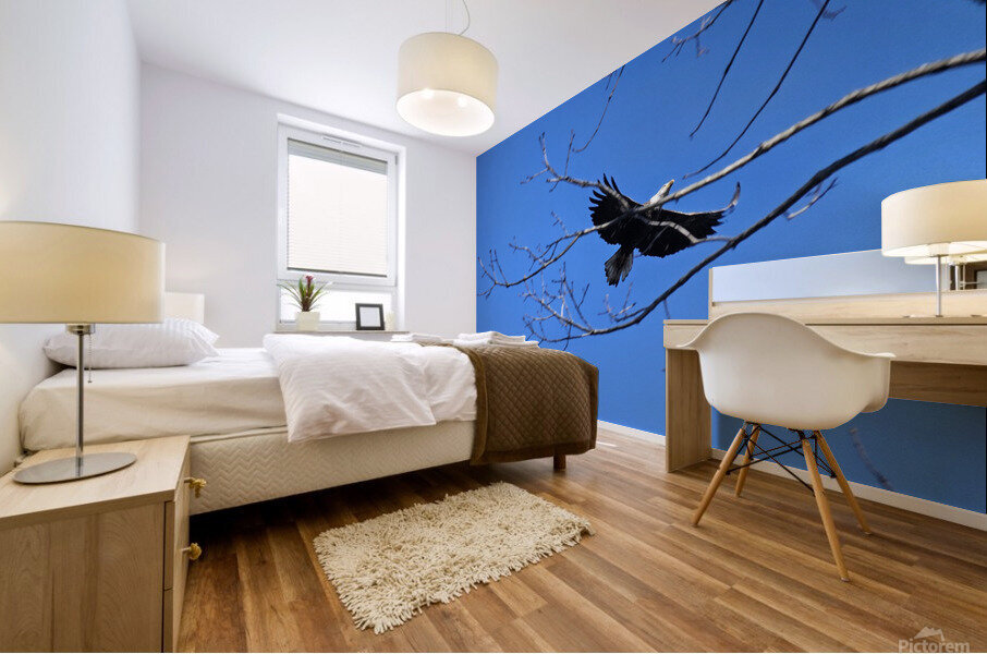 Bald eagle flying by Mural print