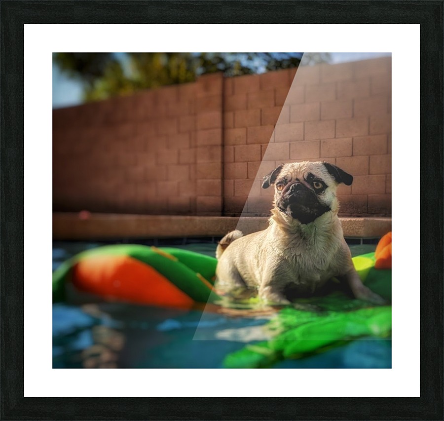 Pug in the pool Picture Frame print