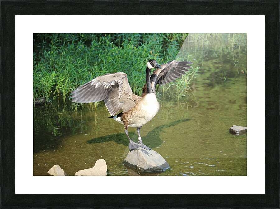 Goose spreading wings Picture Frame print