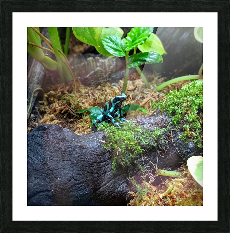 Blue frog Picture Frame print
